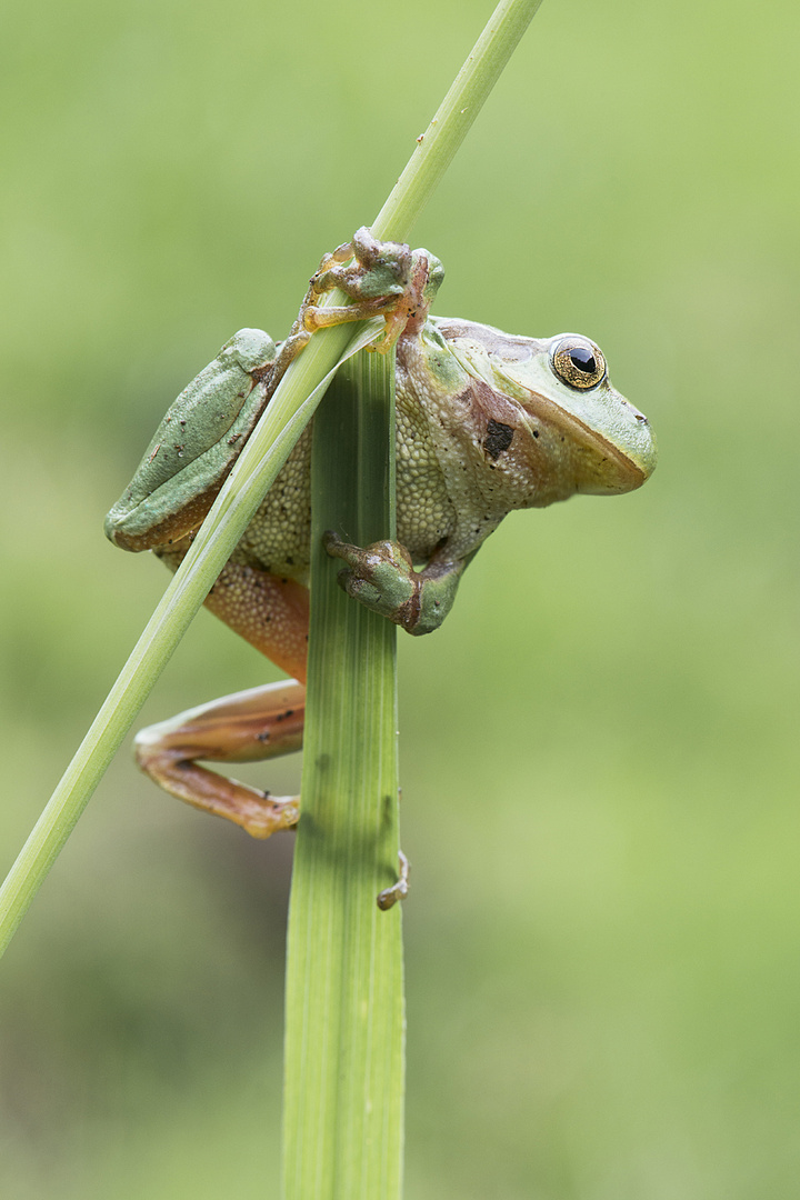 Laubfrosch