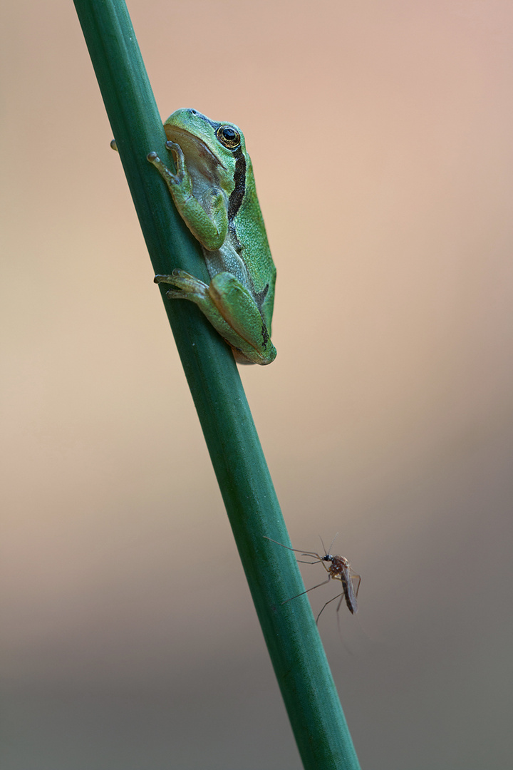 Laubfrosch