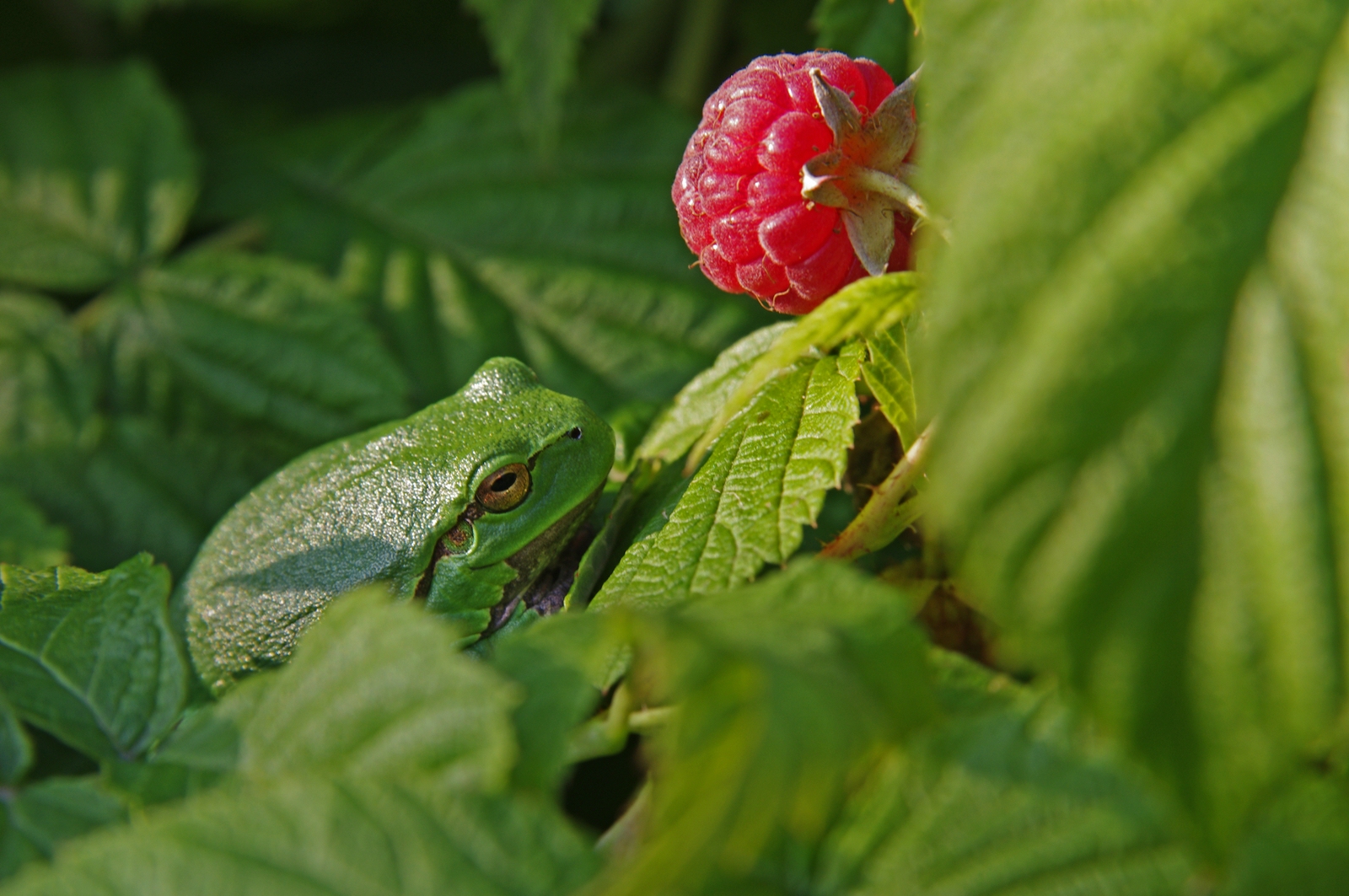 Laubfrosch