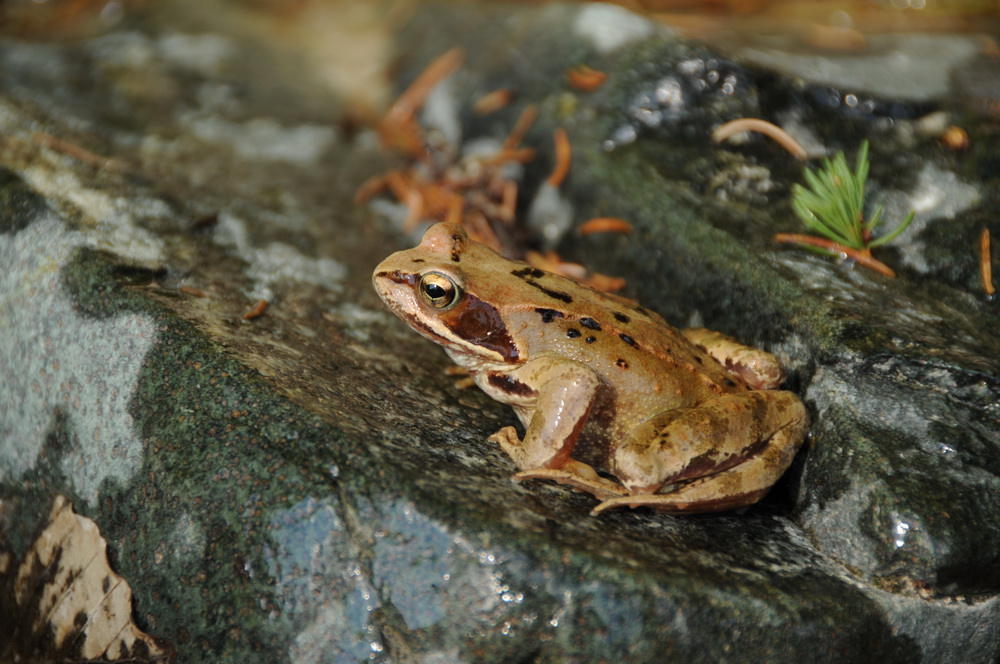 Laubfrosch