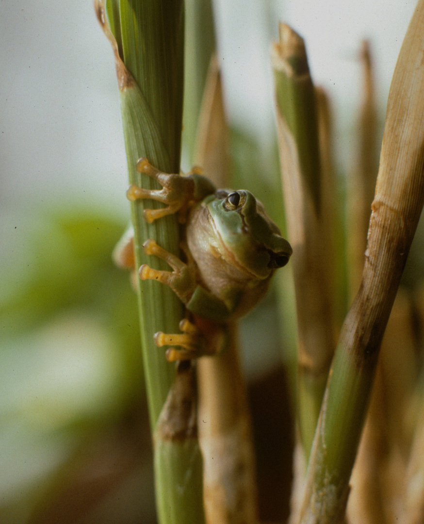 Laubfrosch