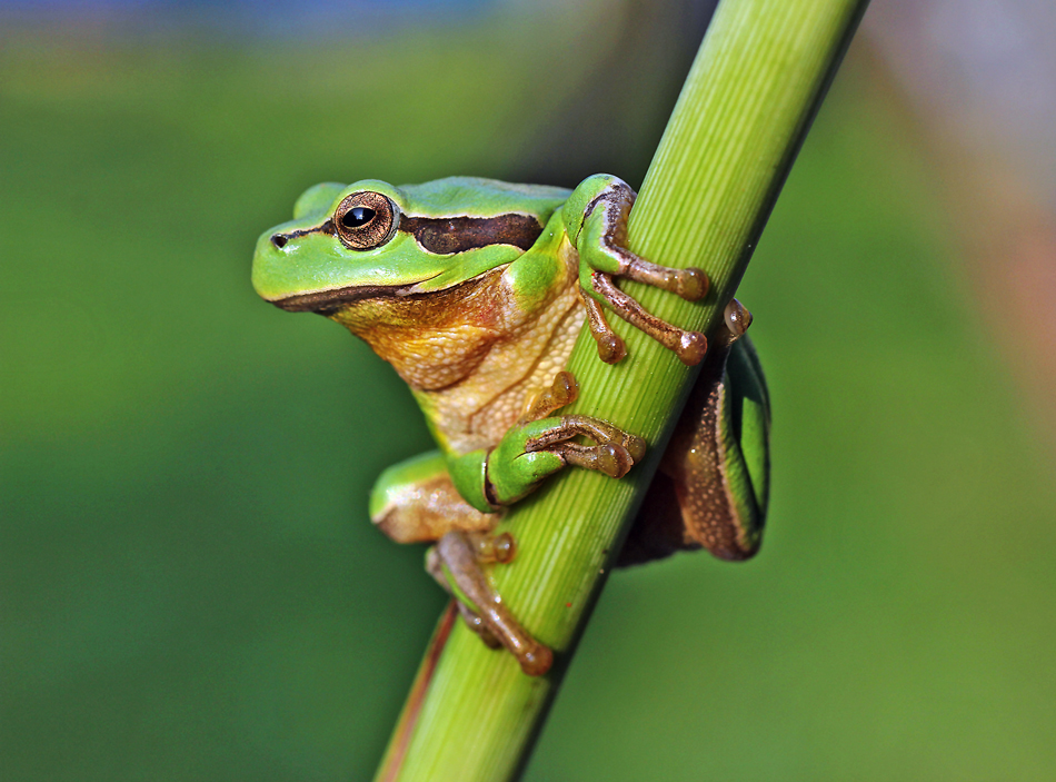 LAUBFROSCH