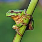 LAUBFROSCH