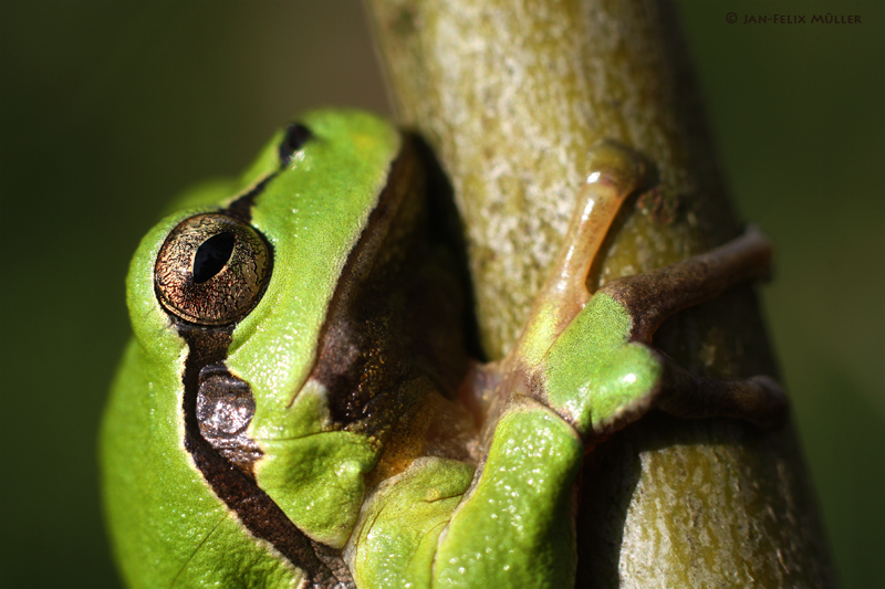 Laubfrosch