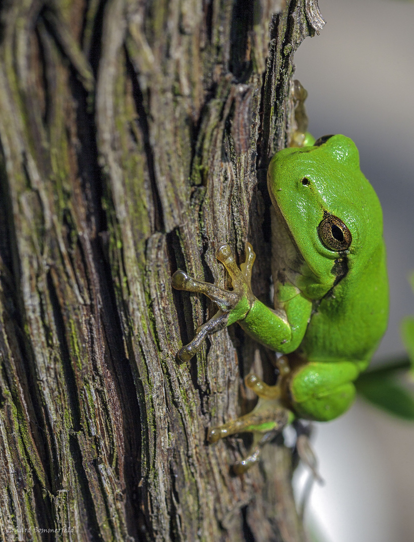 Laubfrosch