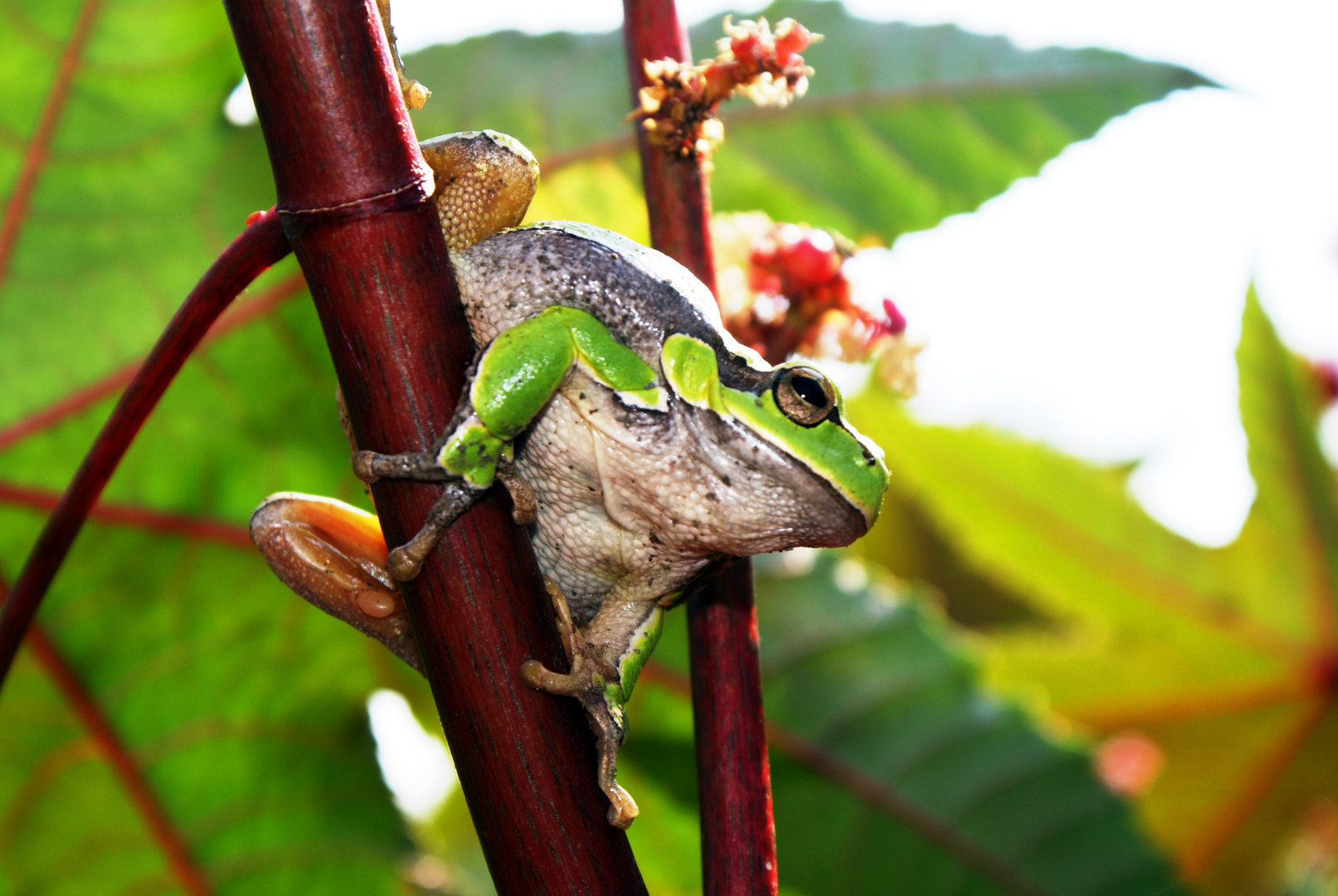 Laubfrosch