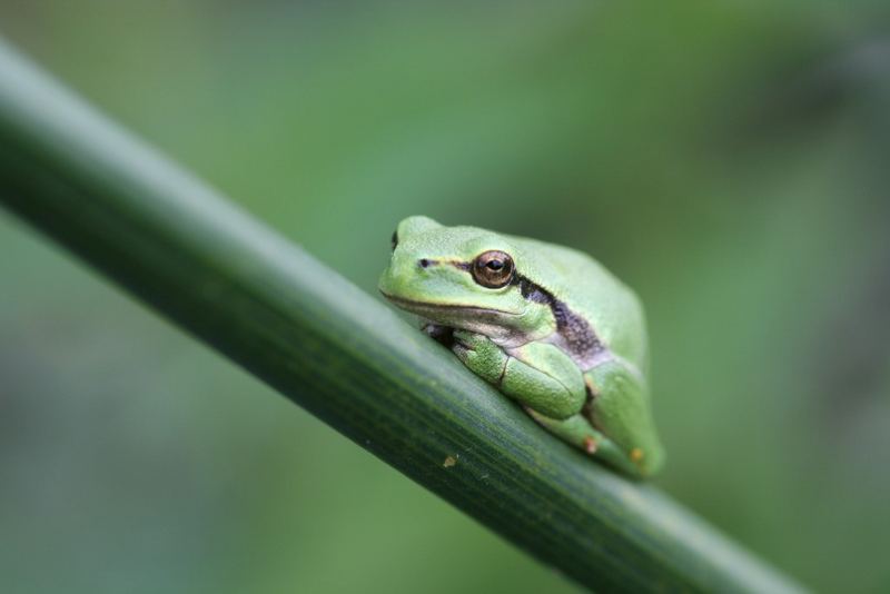 Laubfrosch