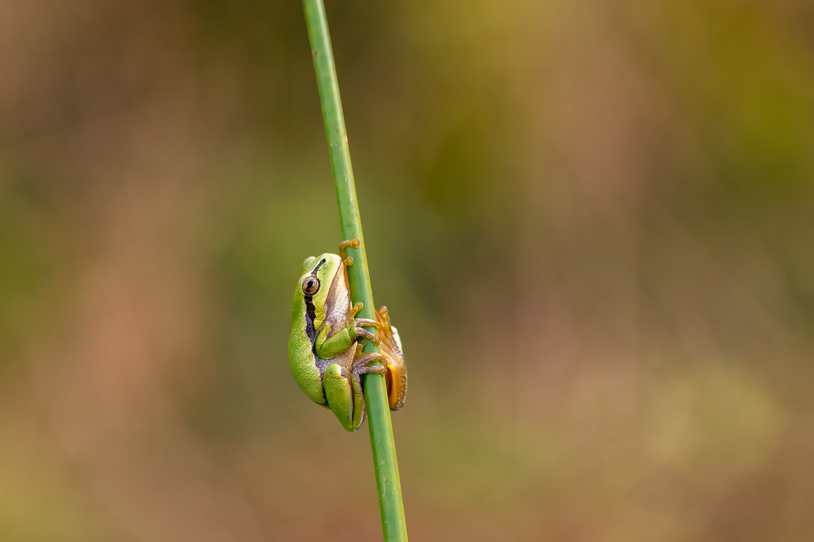 Laubfrosch