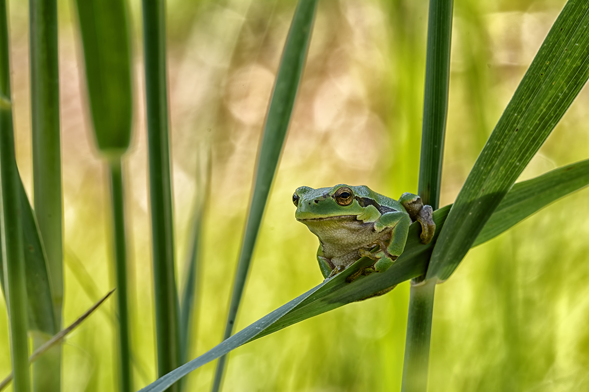 Laubfrosch