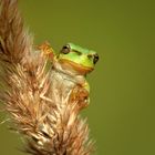 Laubfrosch