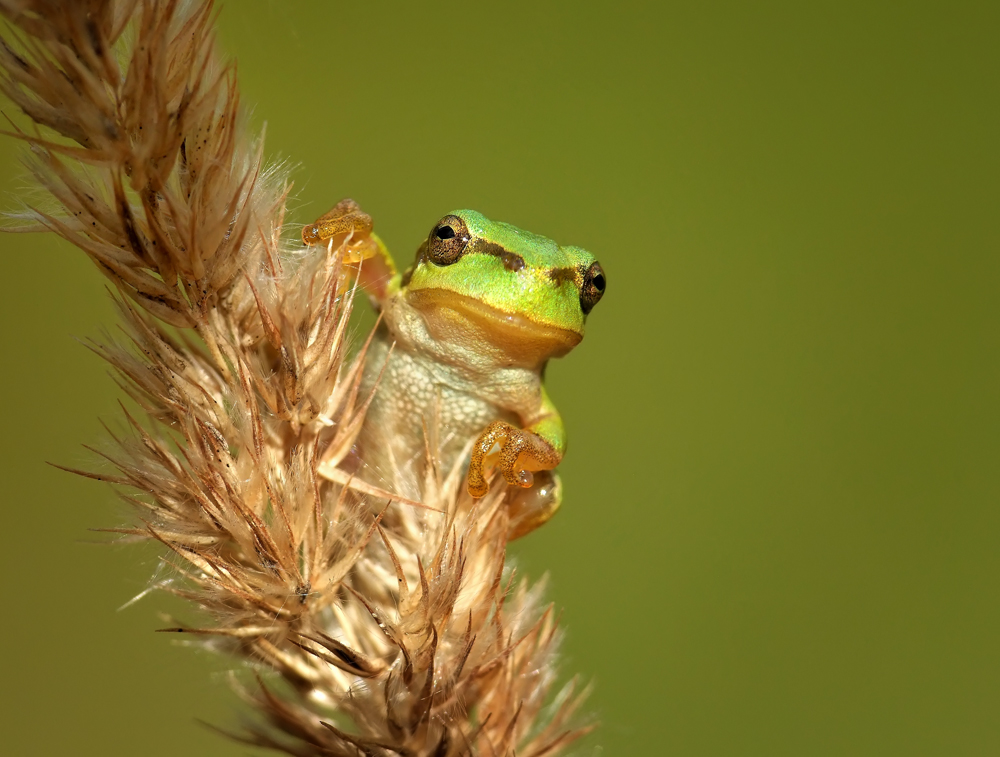 Laubfrosch