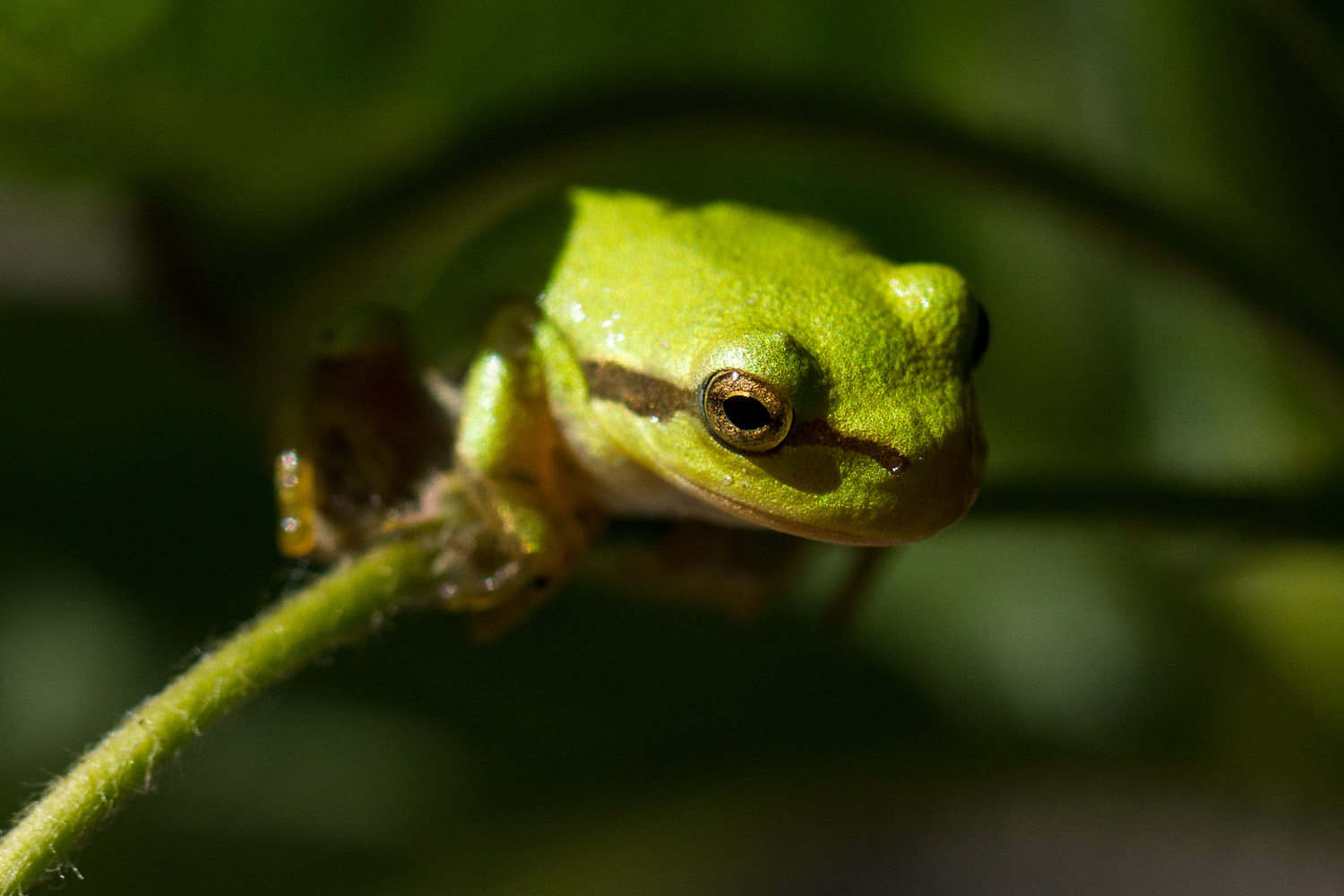 Laubfrosch