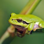 Laubfrosch – Abhängen