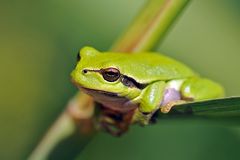 Laubfrosch – Abhängen
