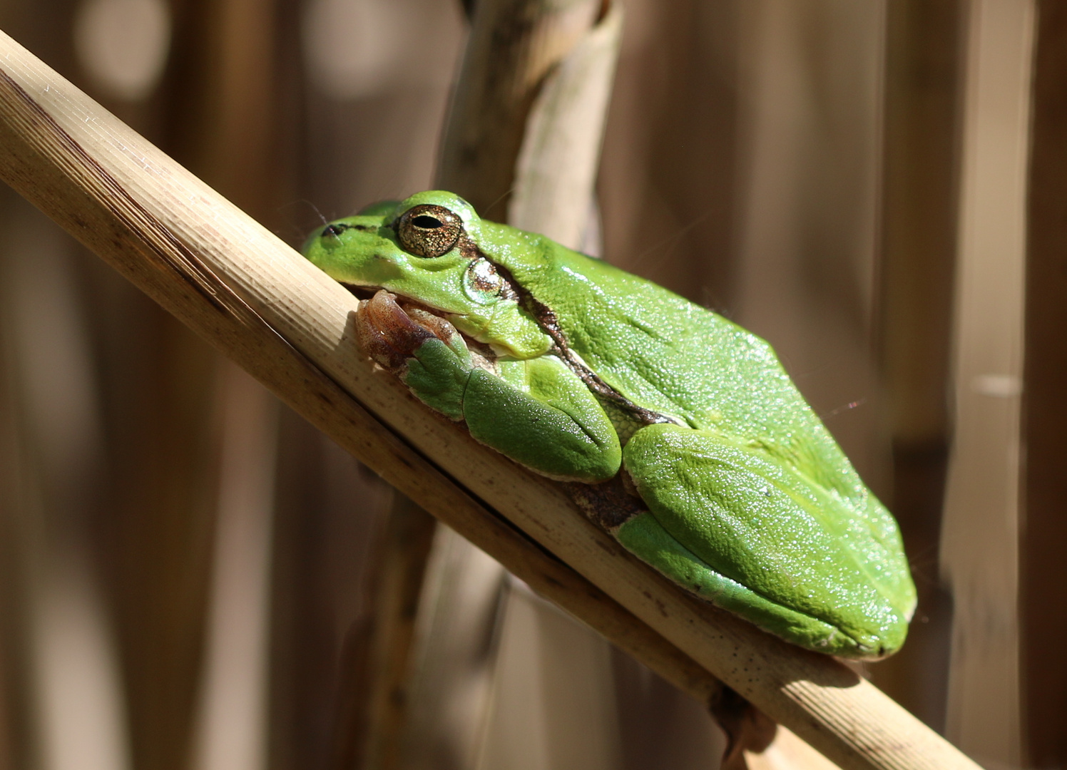 Laubfrosch