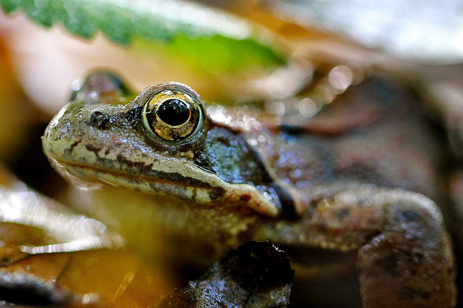 Laubfrosch