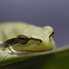 Laubfrosch am Neusiedlersee