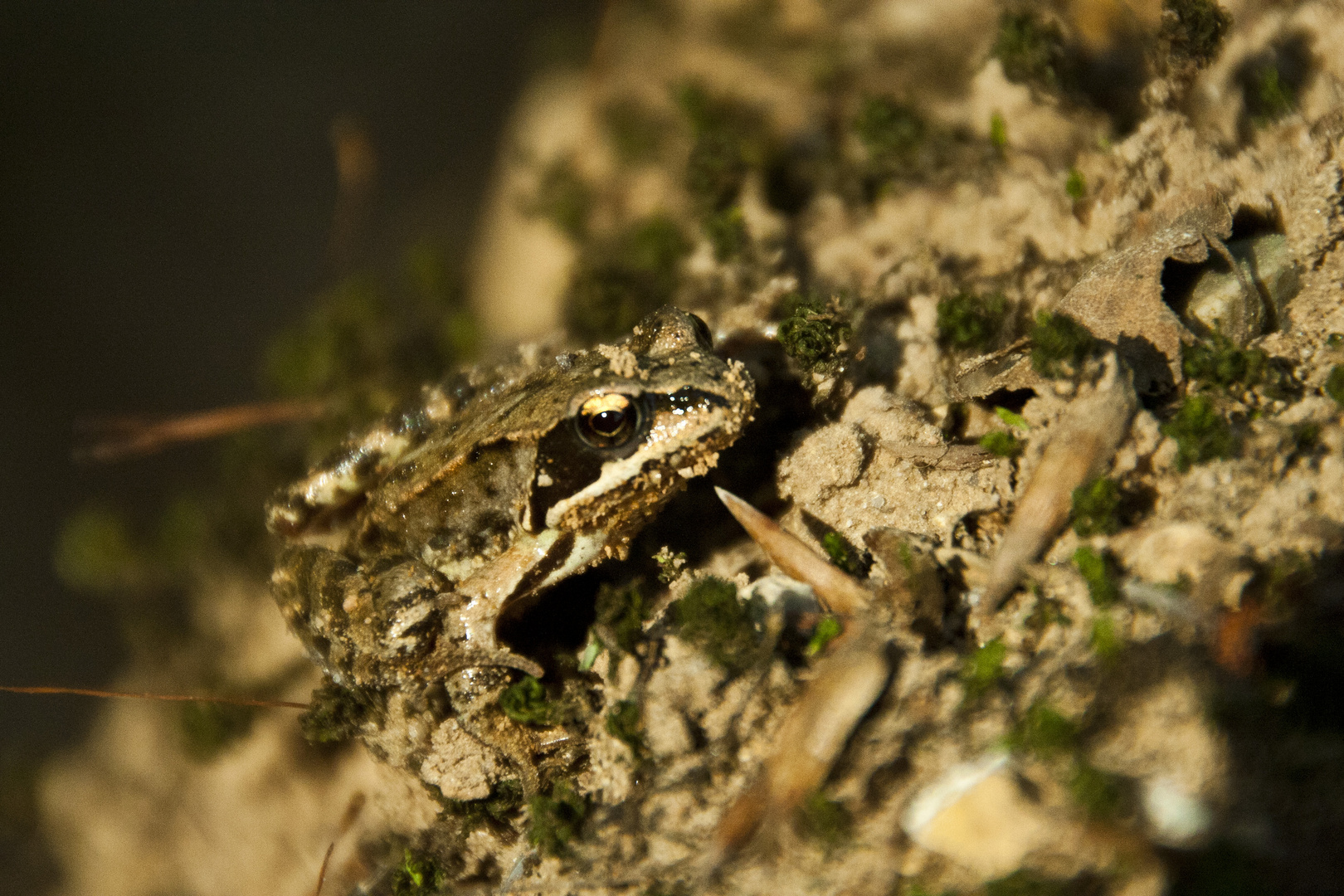 Laubfrosch an der Friedrichsthaler Quelle