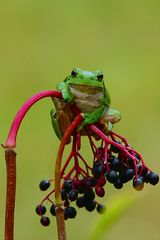 Laubfrosch an Holunder