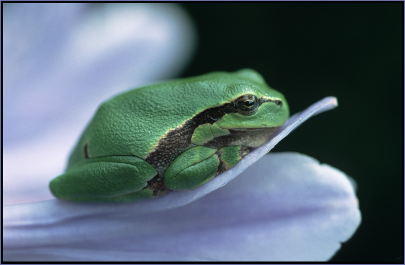 Laubfrosch auf Agapanthus