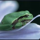 Laubfrosch auf Agapanthus