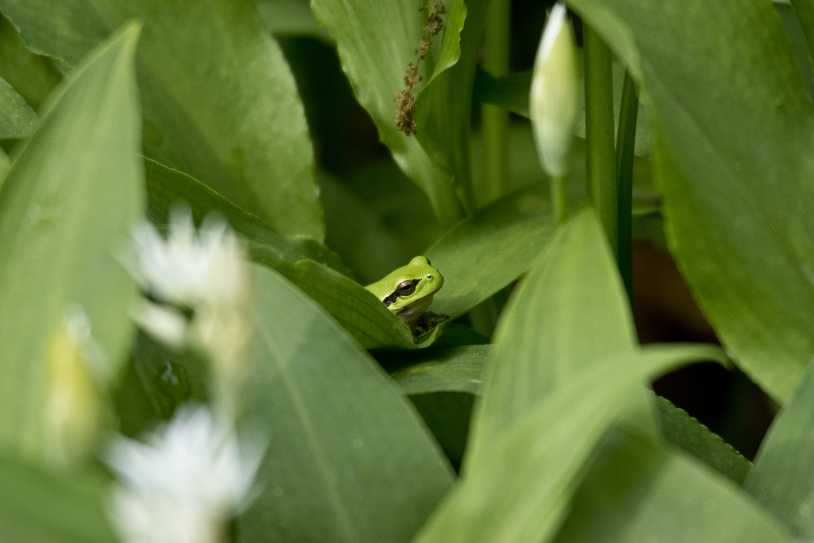 Laubfrosch auf Bärlauch