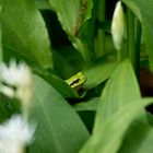 Laubfrosch auf Bärlauch