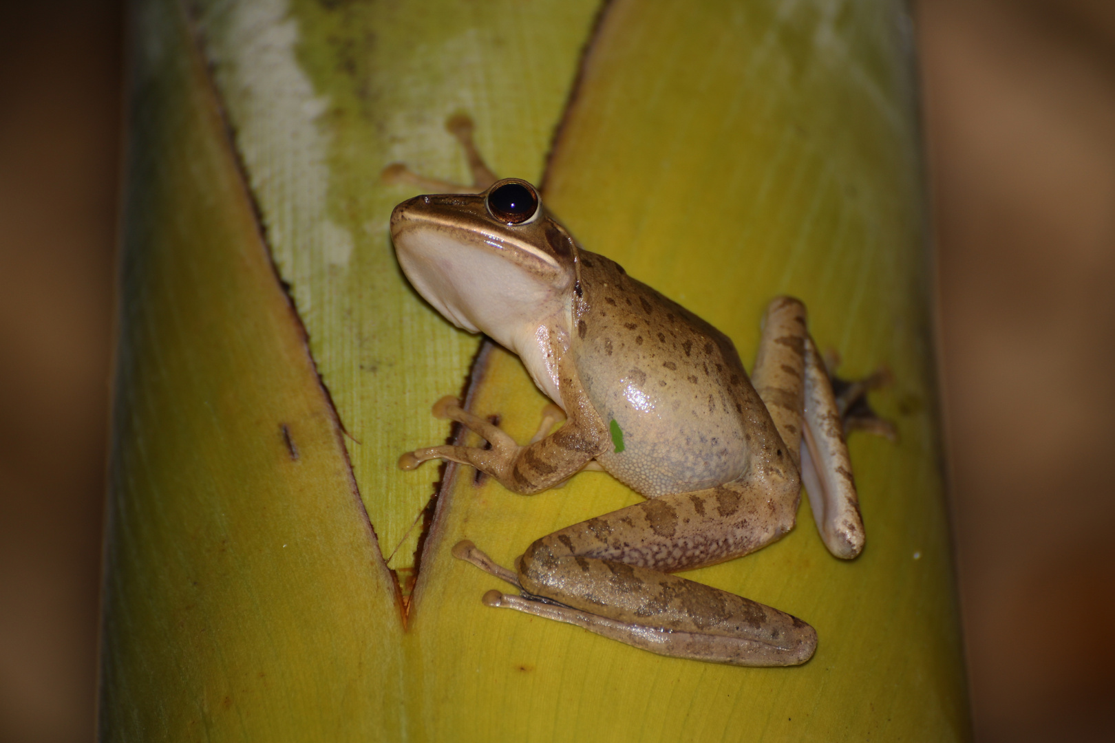 Laubfrosch auf Bali