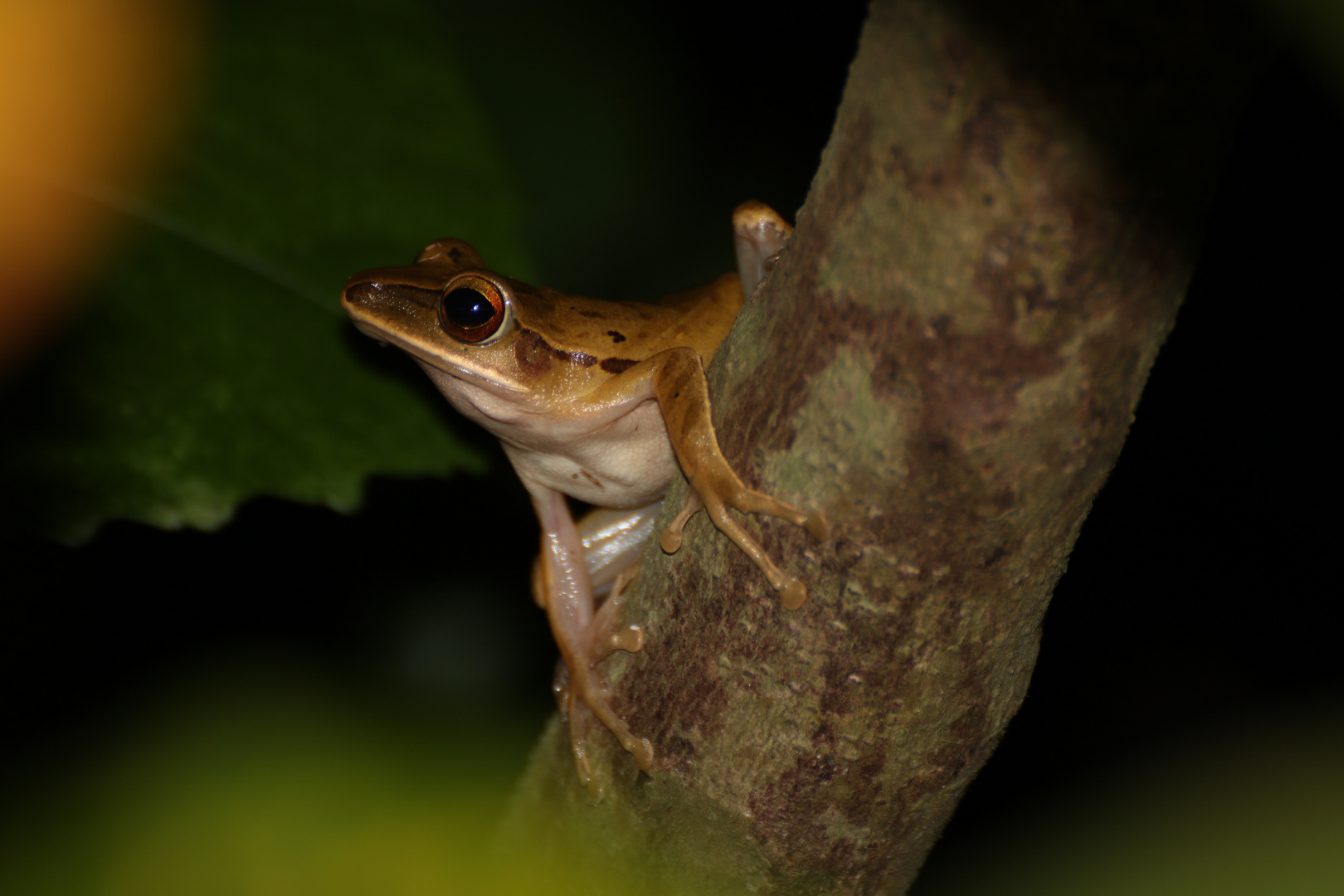 Laubfrosch auf Bali