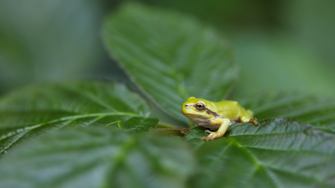 Laubfrosch auf Brombeerblatt