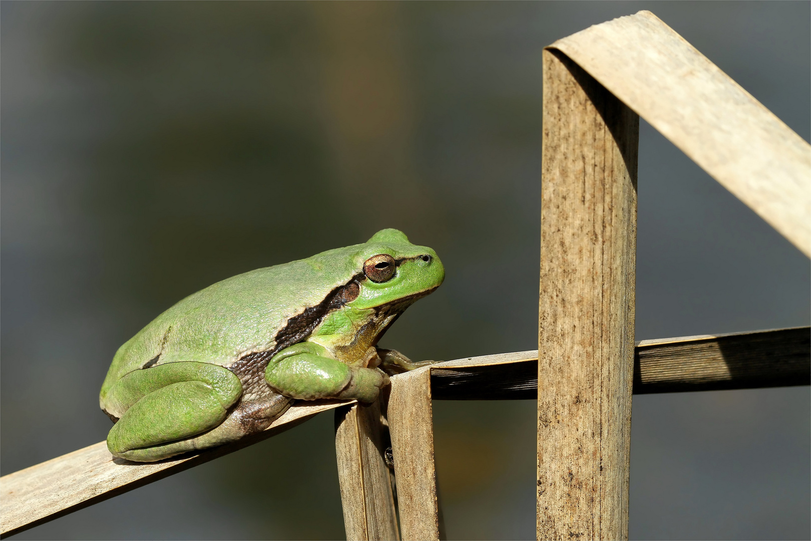 Laubfrosch auf der Sonnenbank