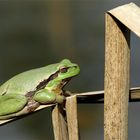 Laubfrosch auf der Sonnenbank