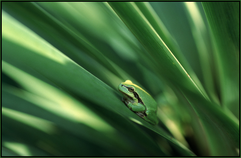 Laubfrosch auf Palme