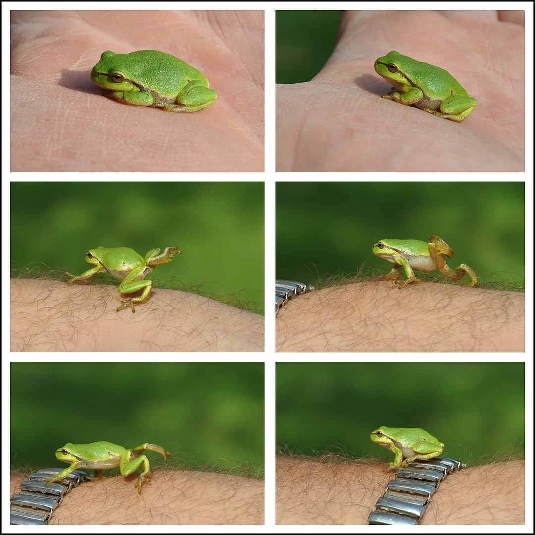 Laubfrosch auf Wanderung