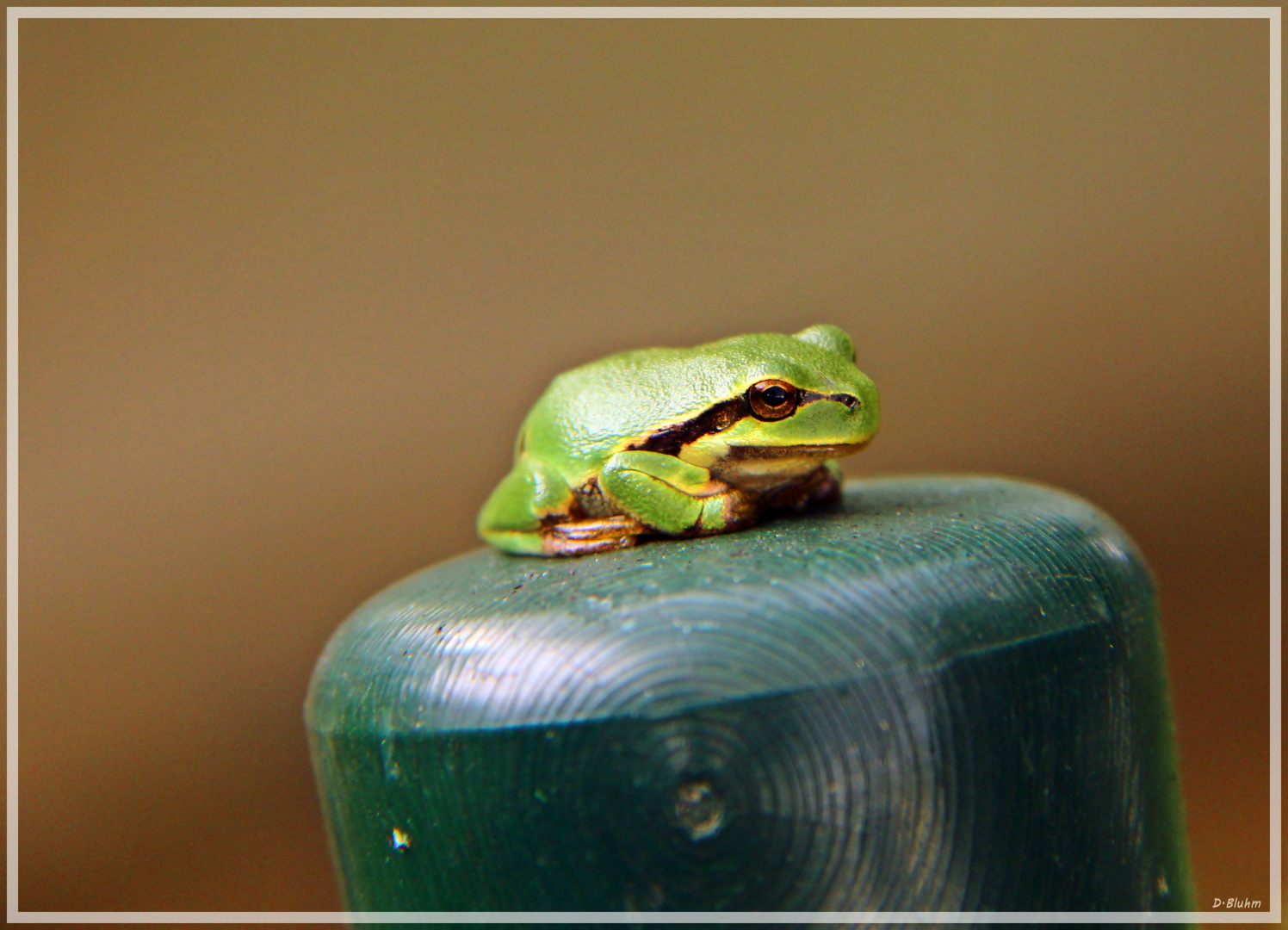 ...Laubfrosch auf Zaunpfahl...