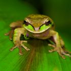 Laubfrosch aus dem Bergregenwald von Panama