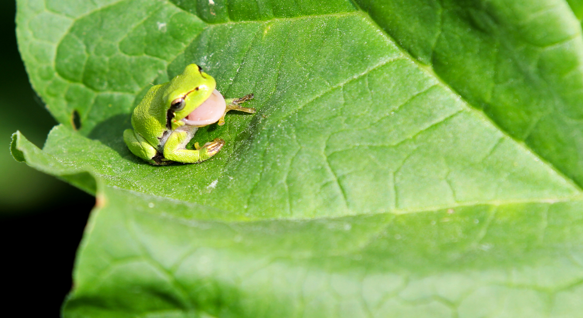 Laubfrosch