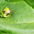 Laubfrosch