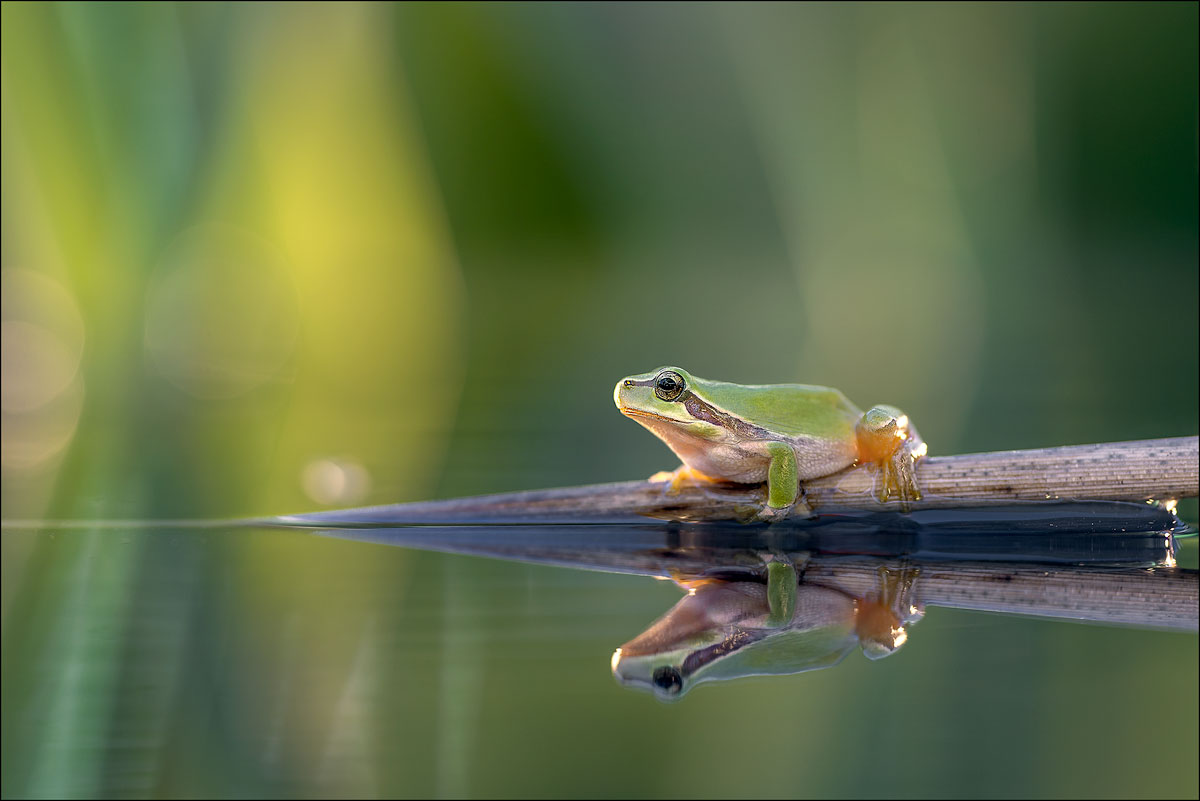 Laubfrosch 