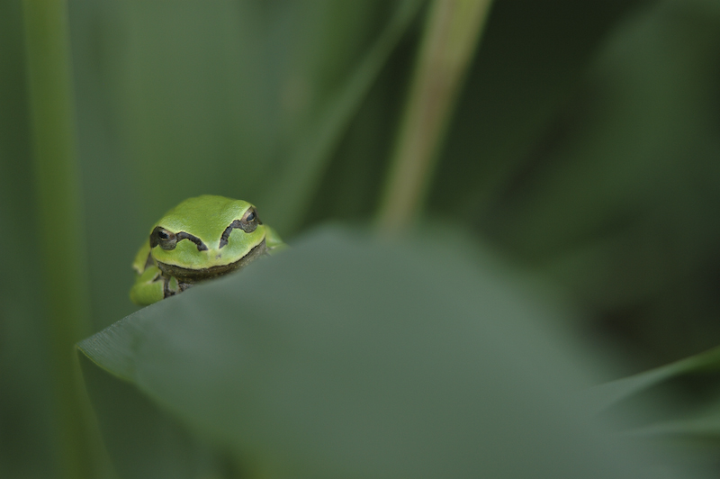 Laubfrosch