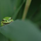 Laubfrosch