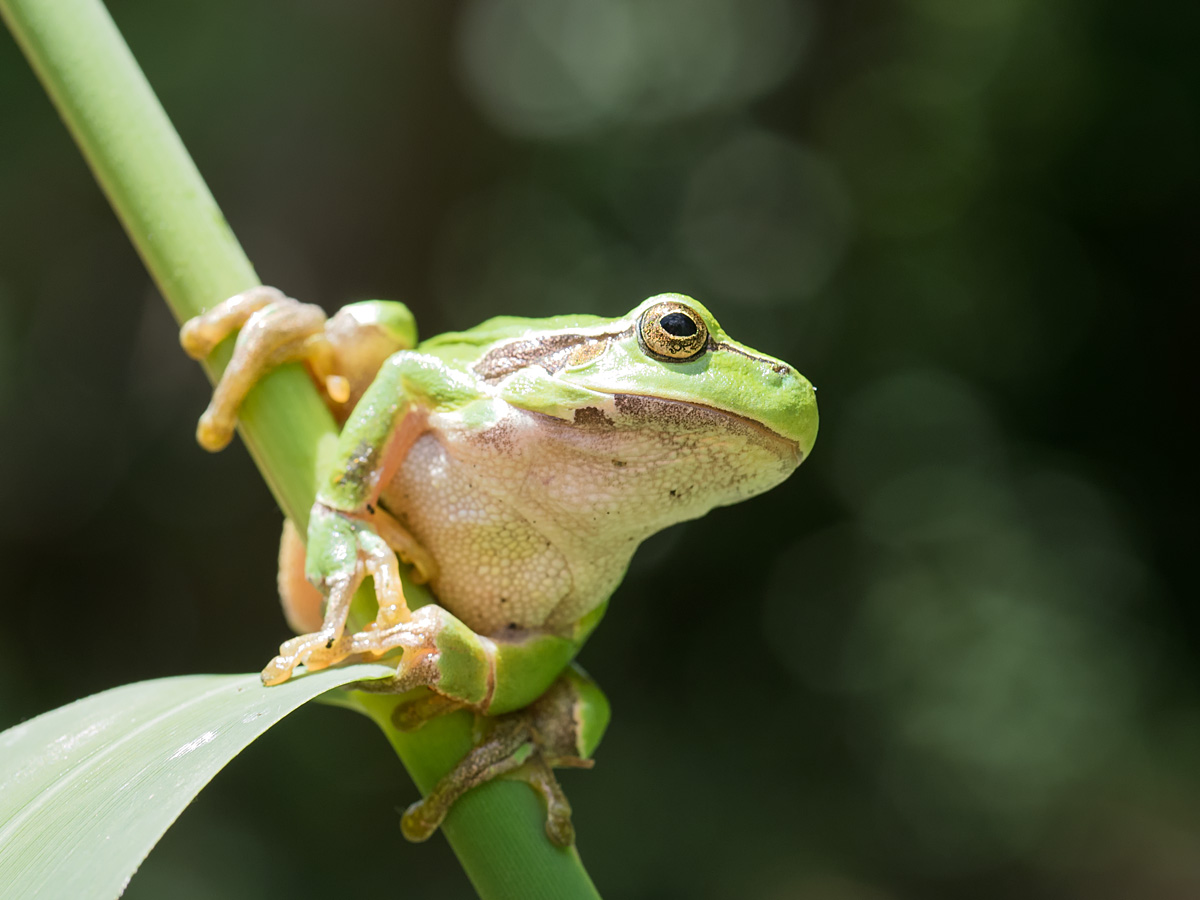 Laubfrosch