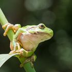 Laubfrosch