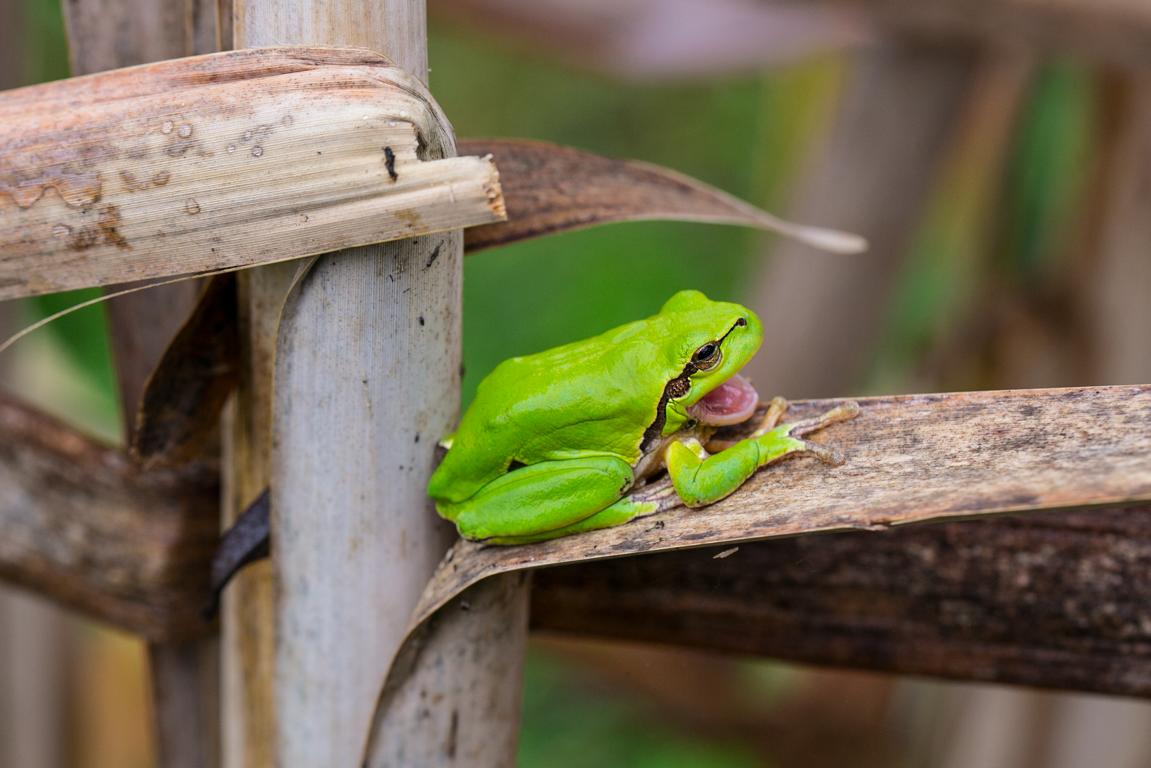 Laubfrosch