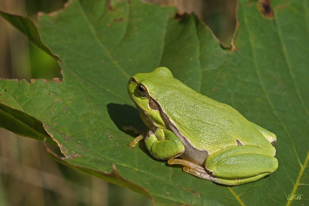 Laubfrosch