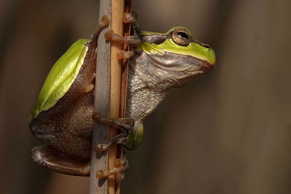 Laubfrosch