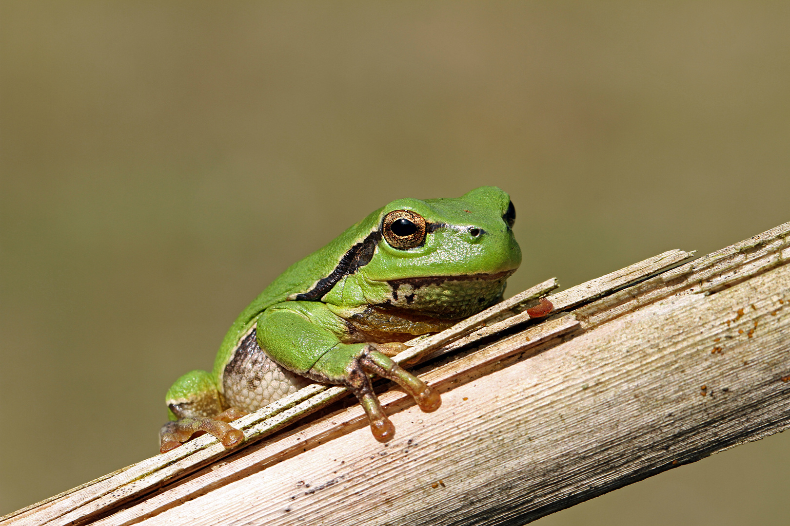 Laubfrosch