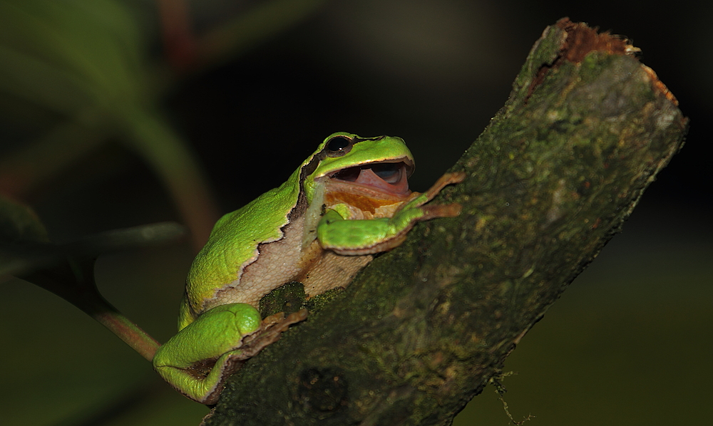 Laubfrosch beim Maul öffnen