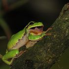 Laubfrosch beim Maul öffnen