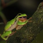 Laubfrosch beim Maul öffnen